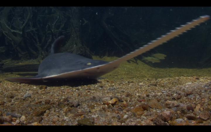 长尾鲨(thresher shark ),尾巴等身长,用来击昏猎物.