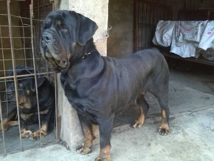 中国本土犬种都有哪些