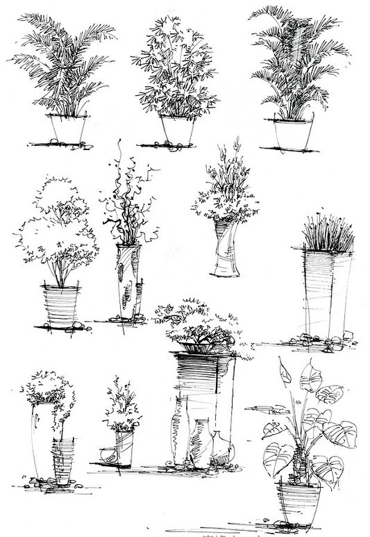 在画这类植物时要注意一些细节处理,用笔排线略有变化,避免过于呆板