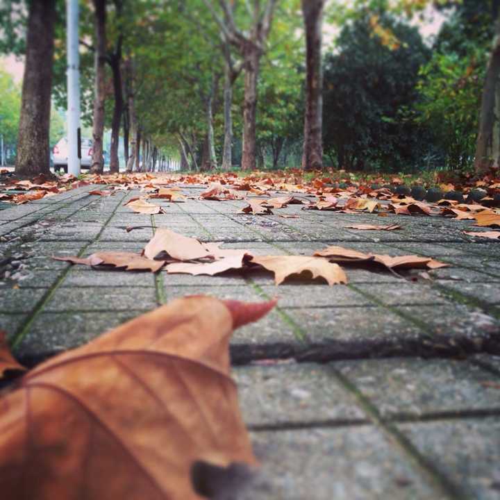 如果秋天不下雨,落叶堆一地.