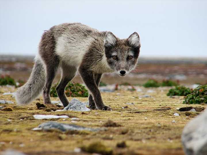 为什么很多北极动物的毛色会变化?比如北极狐,北极兔等.