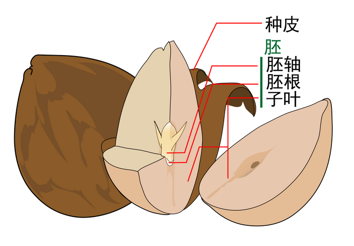 原理 松子是由种皮,胚和胚乳组成.