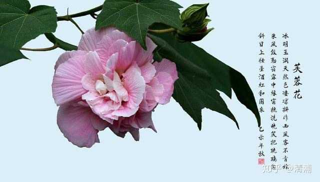 关于芙蓉的诗句 知乎