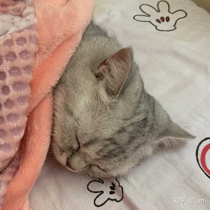 哈哈哈,猫猫表情包再乱入一张,下面是她打瞌睡时的样子