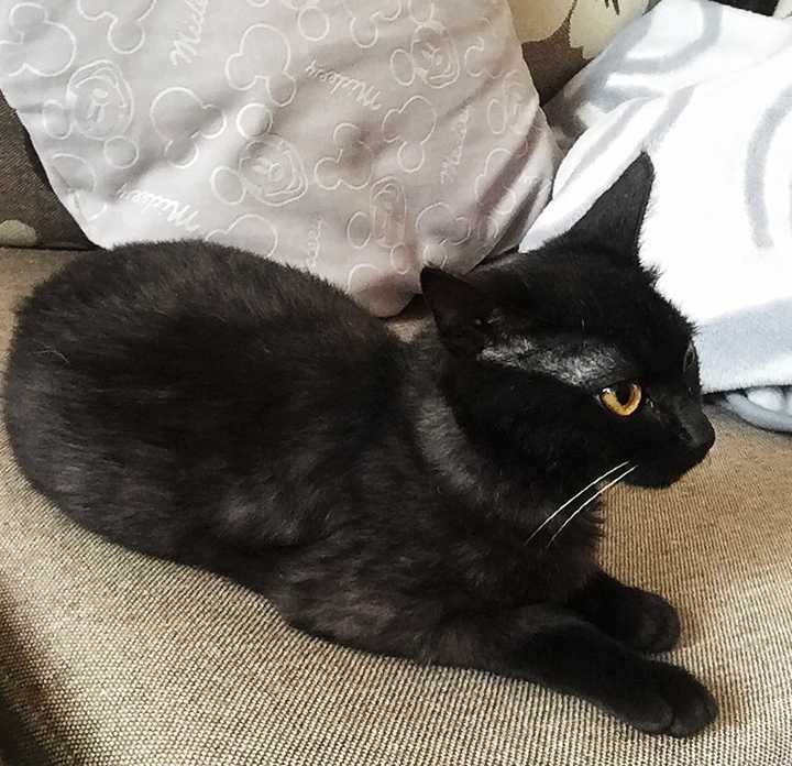 中华田园黑猫与孟买猫的区别有哪些