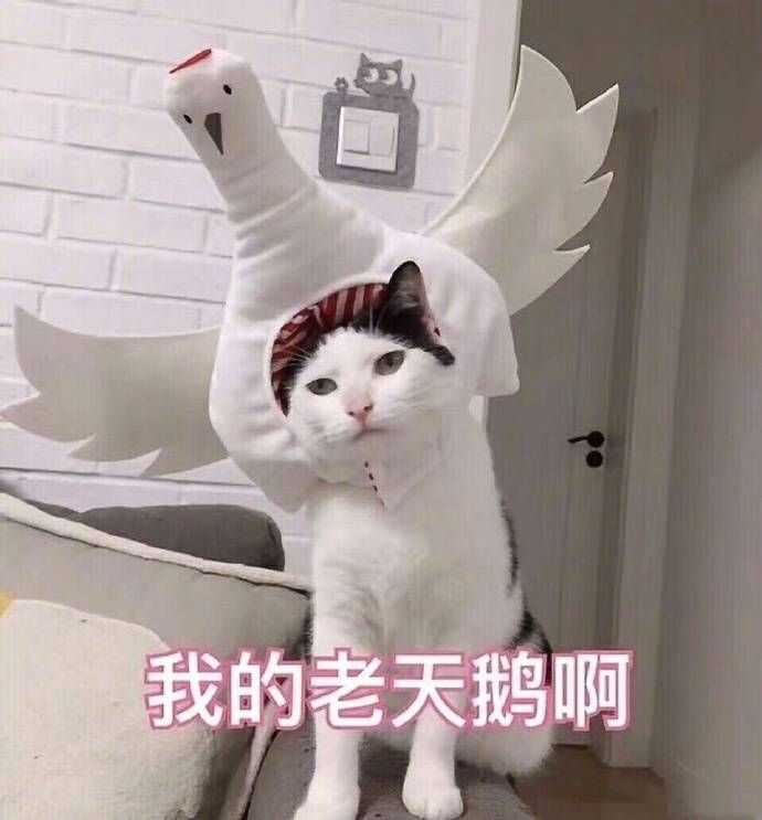 你有哪些关于猫狗的表情包?