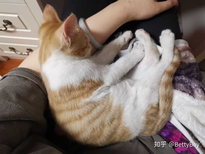 家里有橘猫是什么样的体验?