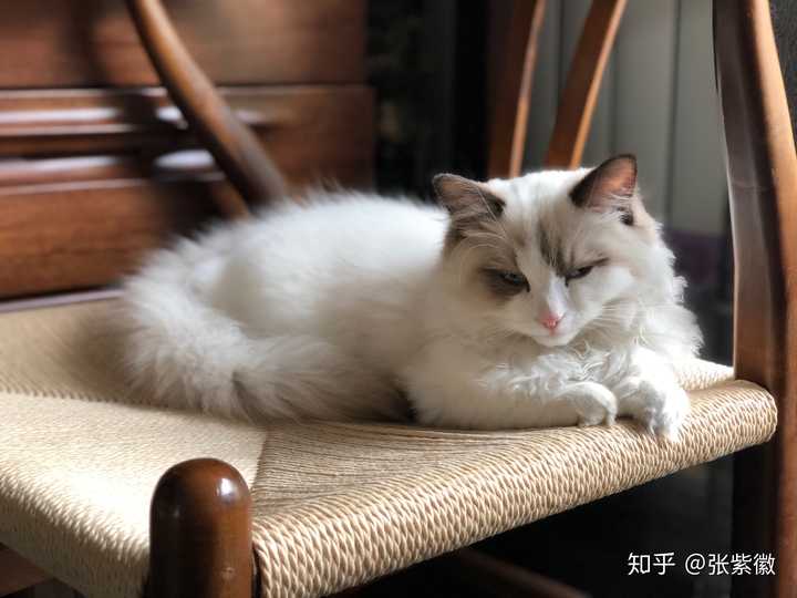 市场上买的布偶猫要多少钱?