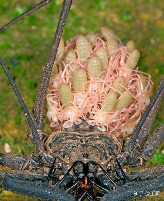 9,鞭蜘蛛 鞭蜘蛛也叫无尾鞭蝎,鞭蜘蛛不是真正的蜘蛛,雌蜘蛛会携带6