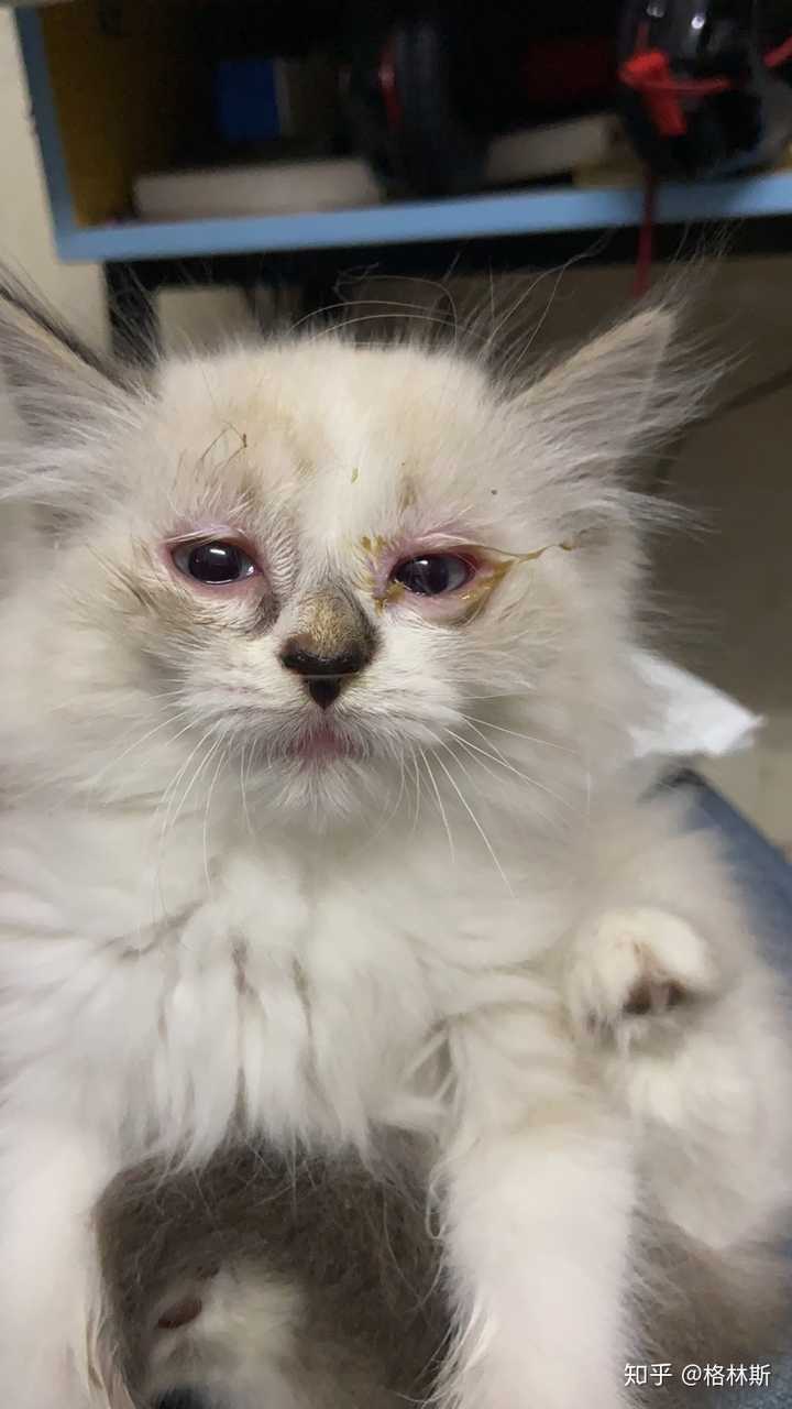 而且喷嚏变多,第二天去医院看医生,确诊了猫疱疹病毒
