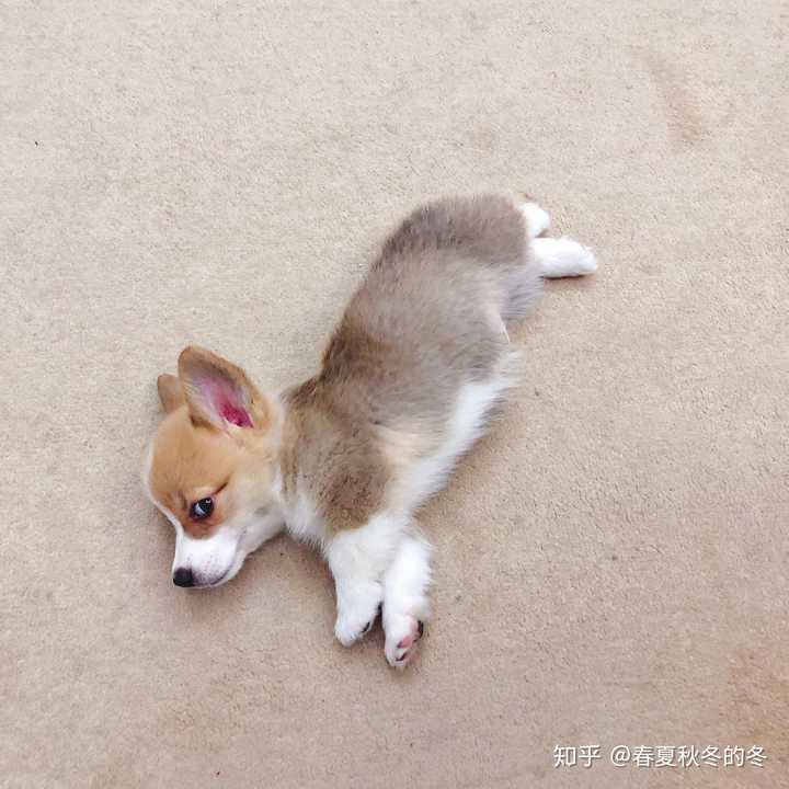 养一只自恋的柯基是什么体验?