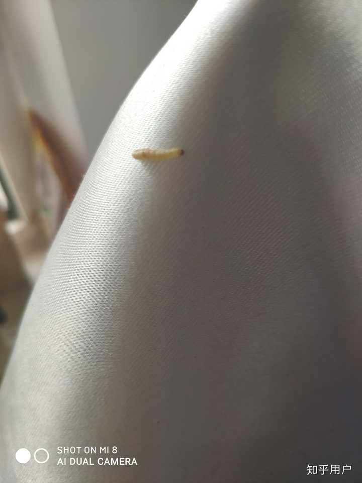这种乳白色长条状的虫子是啥,头上有一个褐色圆点,尾部里边好像也有一
