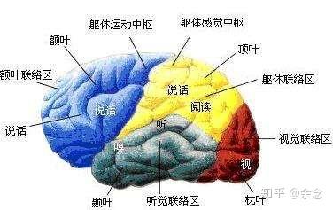 人脑是由大脑,小脑,脑干,间脑构成的?这几个区域分别在哪里?