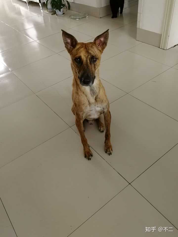 我一直觉得它可能是一只有马犬基因的串串 第一张为我家狗,二三张为