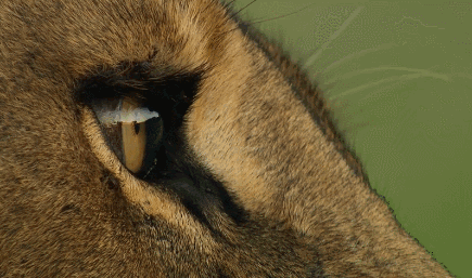 如何评价 bbc 与腾讯视频合作推出的自然类纪录片《王朝》(dynasties)