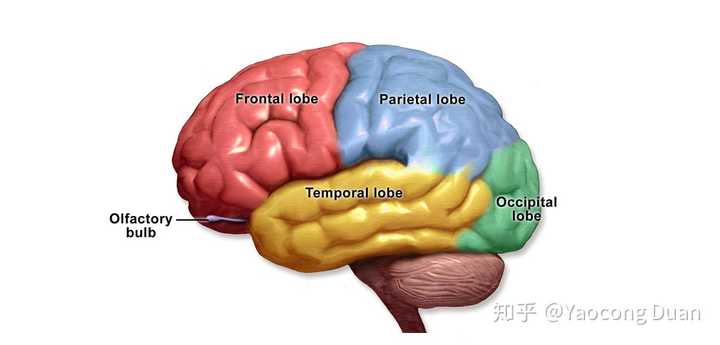 近几年的大脑功能分区都有哪些?是否有变化?