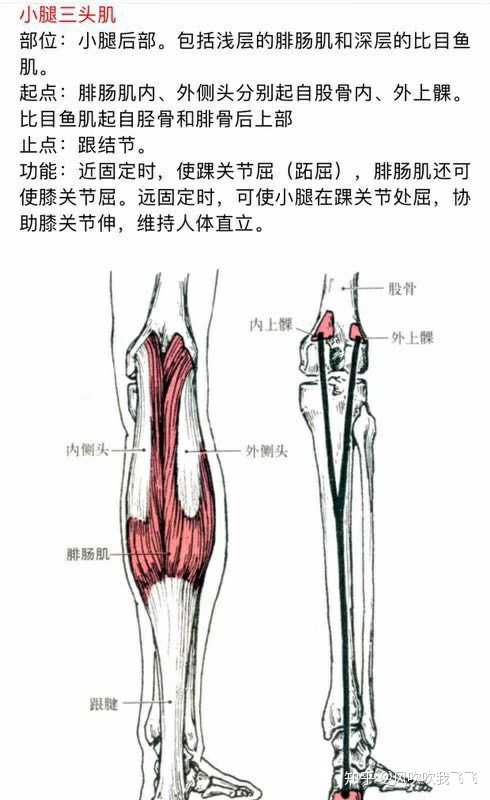 怎么瘦小腿并说出到底什么比目鱼肌和腓肠肌看了好多都不一样?