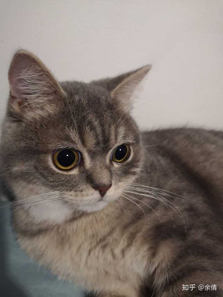 蓝猫和银渐层能配出什么样的小猫