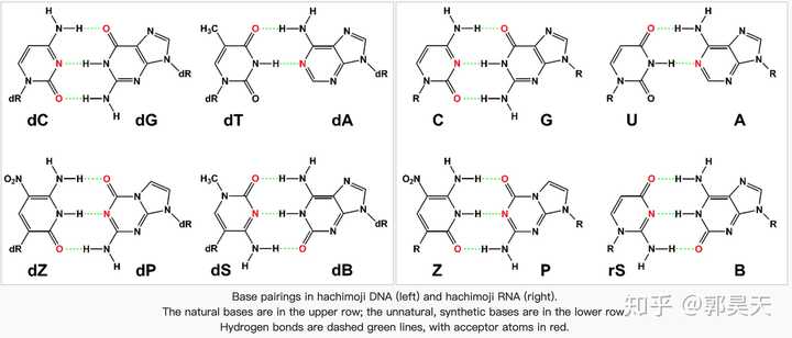 如何解读 2019年2月22日《科学》发表的合成生物学新突破「八碱基遗传