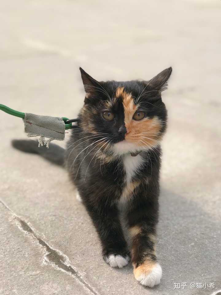 为什么遛猫的人特别少?
