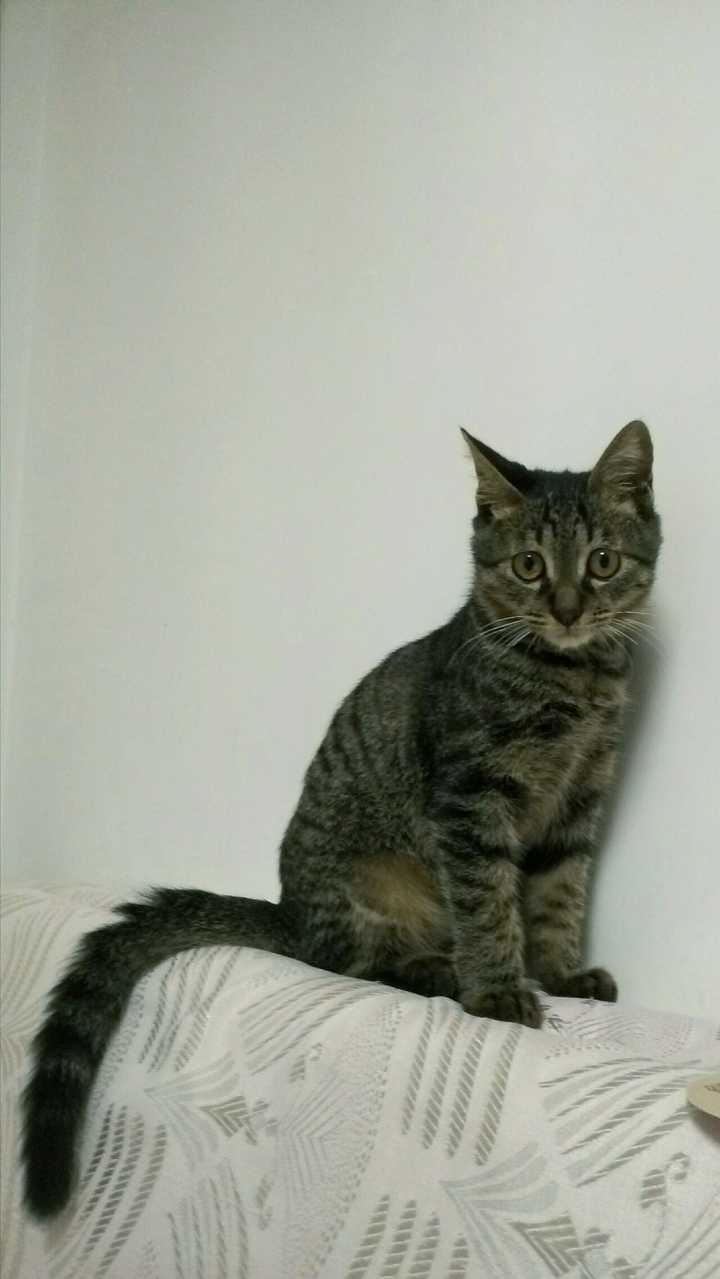 养一只灰色土猫(不是狸花猫)是一种什么样的体验?
