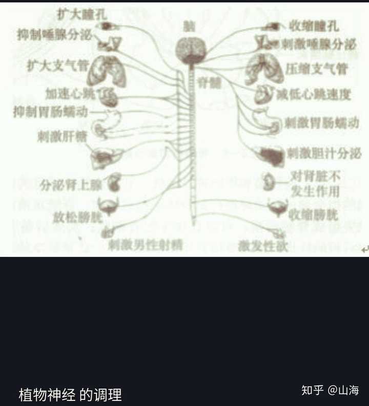 人体在正常情况下,功能相反的交感和副交感神经处于相互平衡制约中.