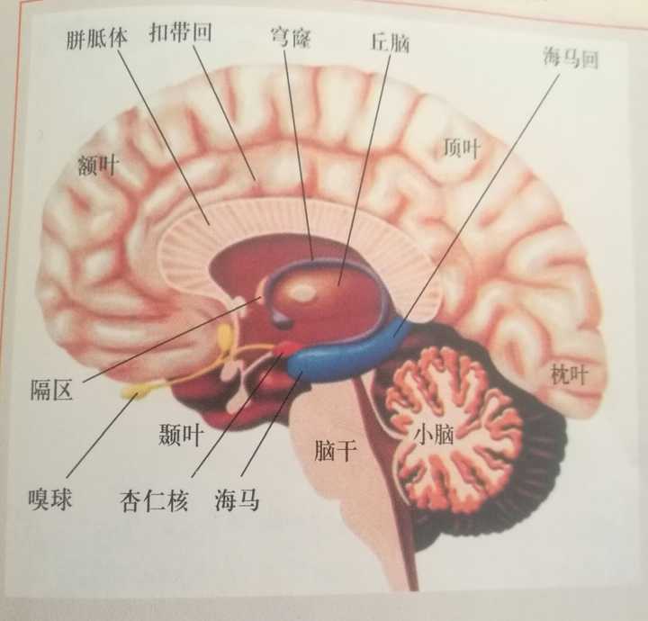 人脑是由大脑小脑脑干间脑构成的这几个区域分别在哪里各自有什么作用