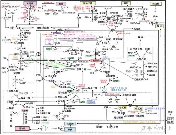 一张图教你学完三大代谢