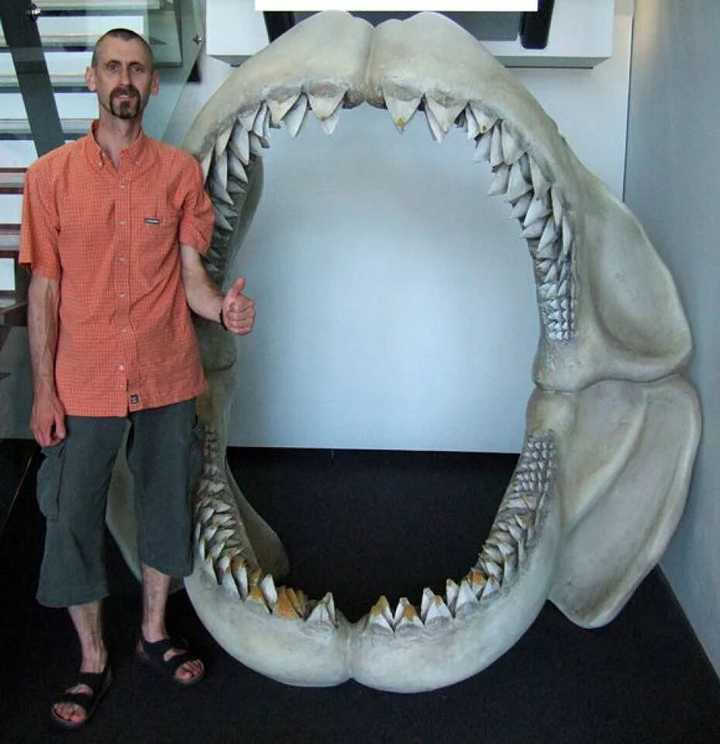 巨齿鲨为什么能超过一众巨型海爬成为有史以来咬合力最大的生物?