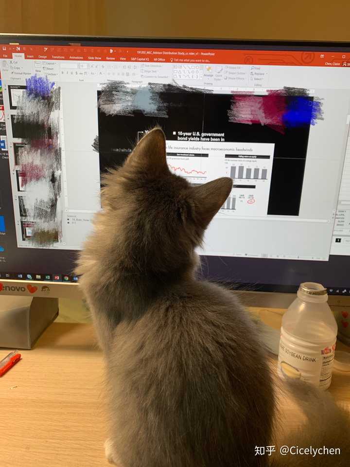 晚上救回一只猫,带回家后查资料发现极大可能是