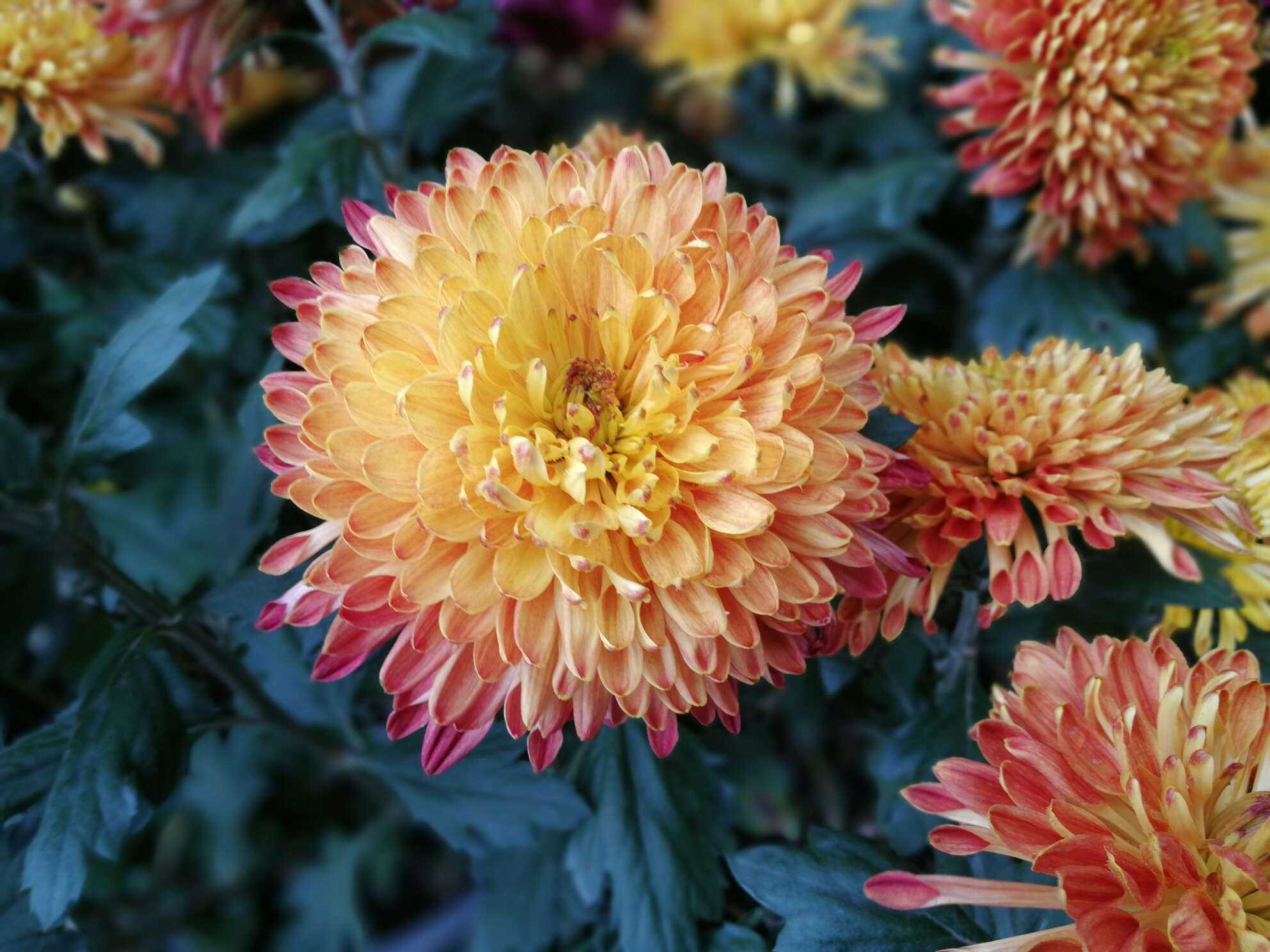 手机摄影# 菊花展,惊艳于这么多美丽的菊花,各种颜色各种各样的菊花