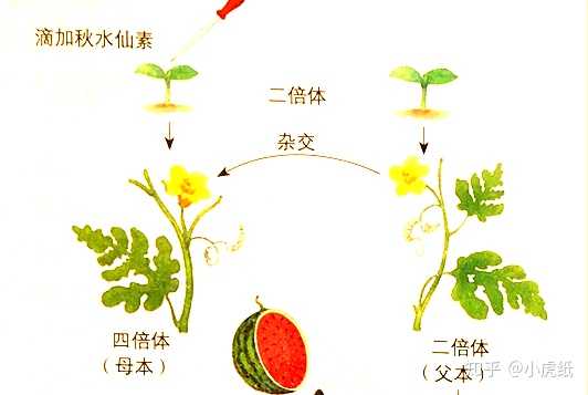 二倍体在胚或幼苗时期受某种因素影响,如低温诱导或者秋水仙素处理