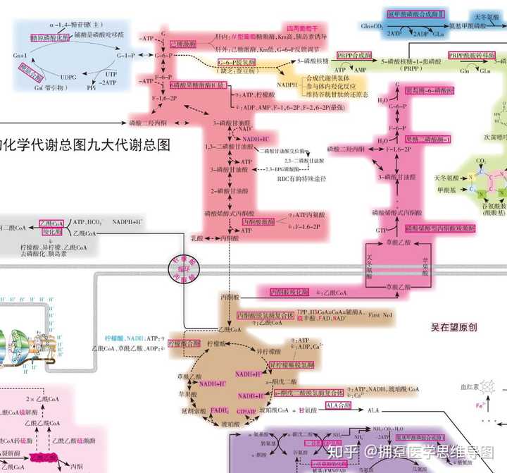 一个葡萄糖有氧呼吸到底生成多atp?30?32?38?