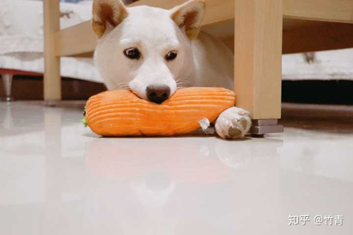 有没有养白色柴犬的大神能不能分享一下感受和图片