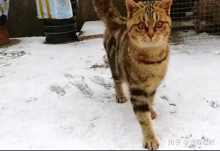 为什么越来越多的人相信猫吃人吃的东西就会死?