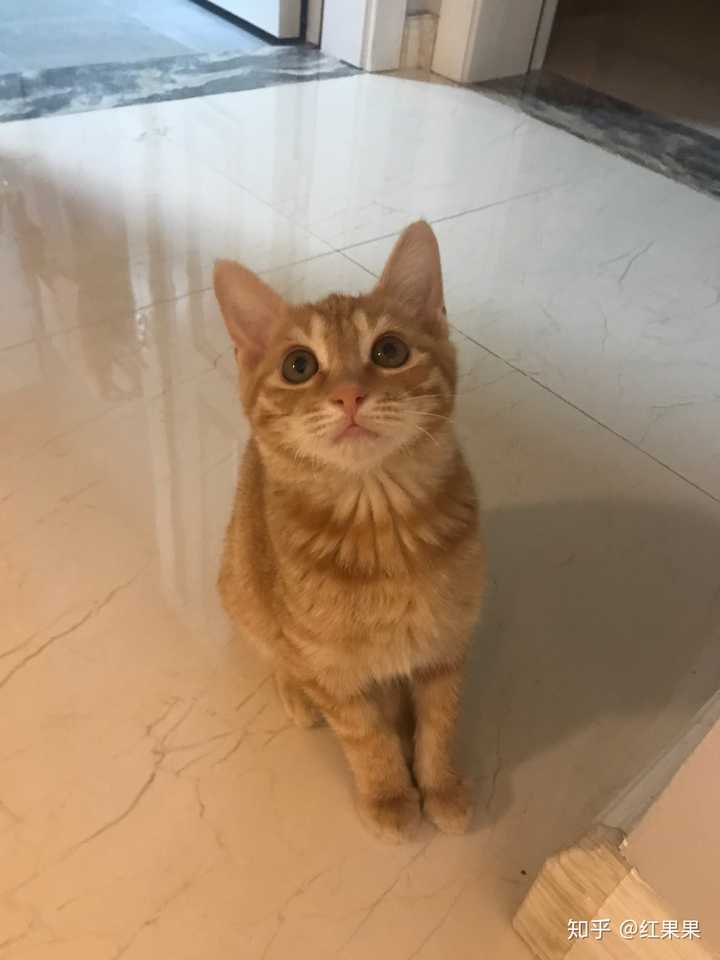 宠物店的橘猫多少钱一只?