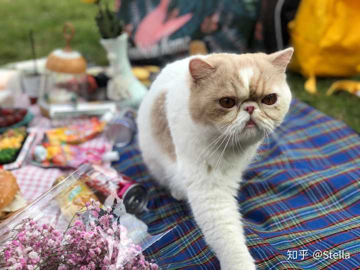 你家的猫是什么品种?叫什么名字?