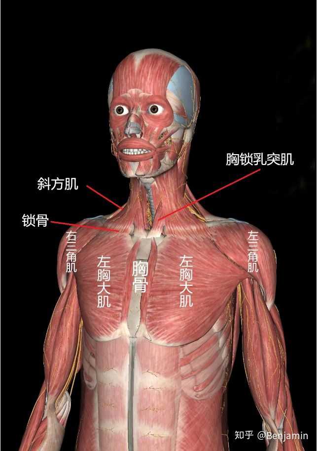 人的头部是由胸锁乳突肌和斜方肌来控制运动的,我就用题主一张明确