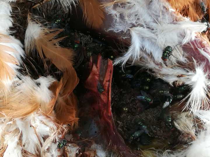 动物腐烂,蛆虫吃完腐肉后,蛆去哪了?