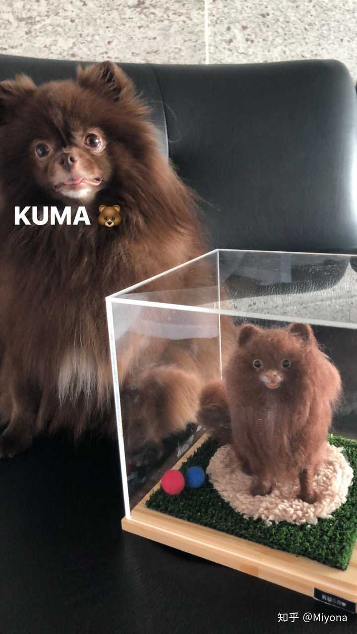 jennie欧妮的宠物是哪种类型的狗狗呀,问问大家?