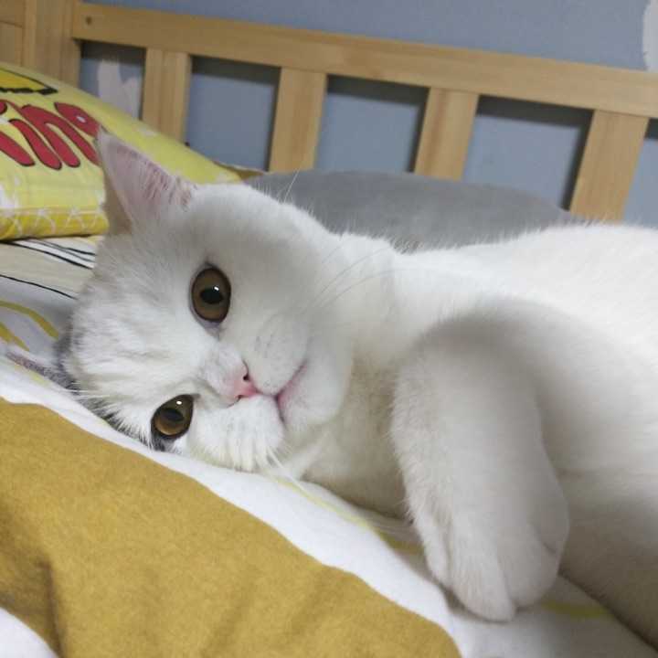 求图来了 有没有敲可爱的猫咪头像?