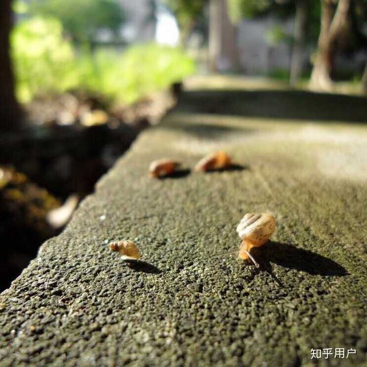 人生就像蜗牛 一步一个脚印
