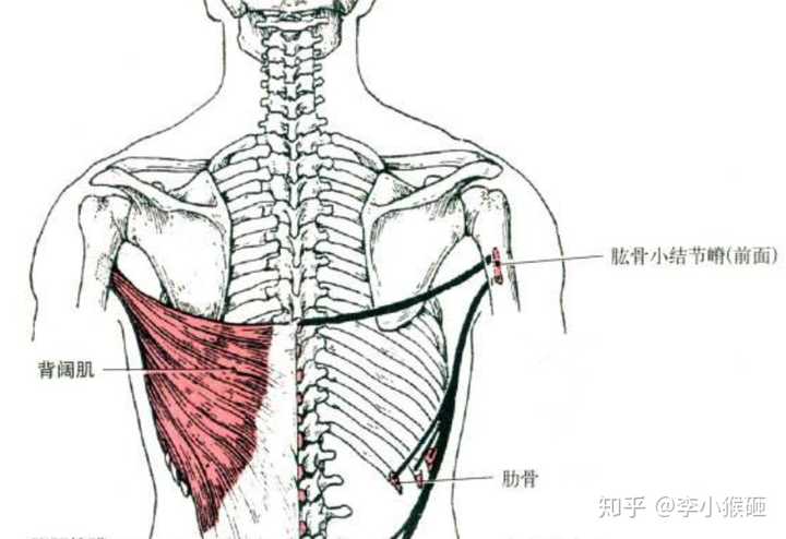 的确实有点不习惯,但一段时间后感觉脖子没那么僵硬了~】 放松背阔肌