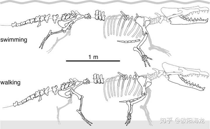 发掘出的原鲸peregocetus pacificus骨骼化石,游泳态与步行态