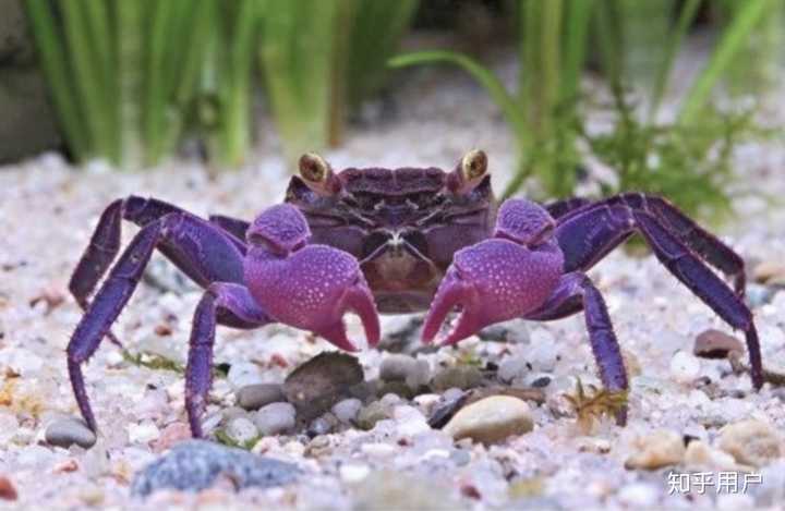 5) 紫色吸血螃蟹确实看起来像一种的神话生物