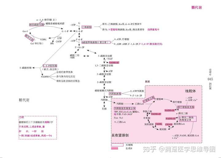 糖酵解,三羧酸循环,磷酸戊糖途径.糖原合成和糖原分解