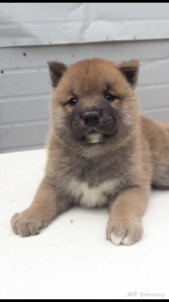 这是柴犬吗?还是串串?
