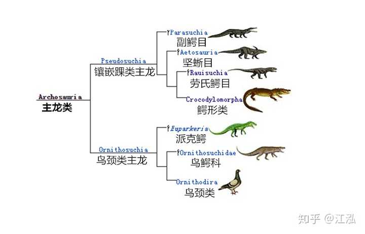 而主龙类将演化出恐龙,翼龙,鳄鱼和今天的鸟类等等