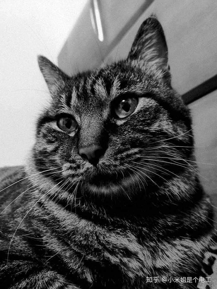 狸花猫有没有什么缺点?