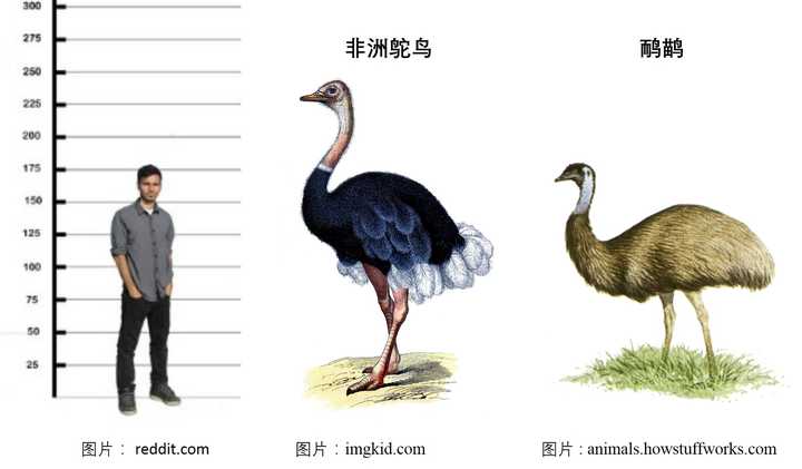 鸸鹋(emu)与鸵鸟(ostrich)是同一种生物吗?